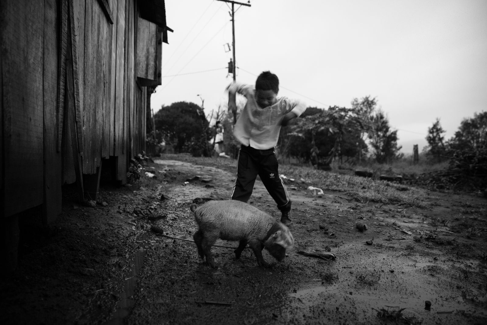 © Mercedes Cotoli - Rodrigo's portrait with pig.