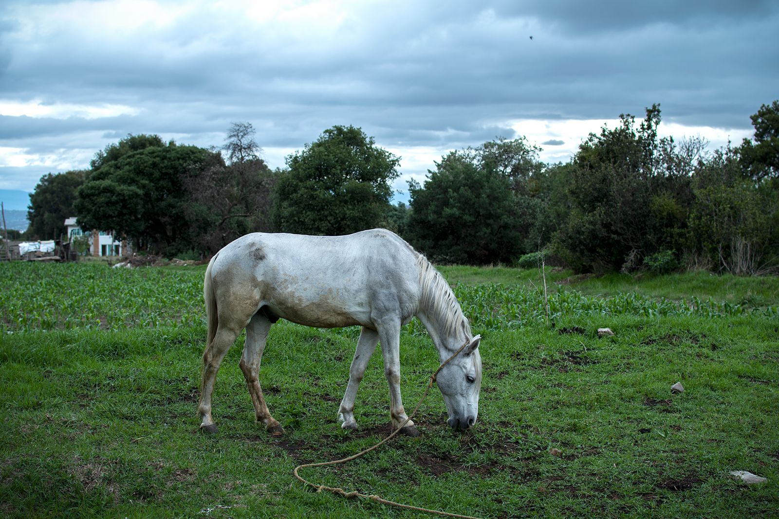 © Evelyn Corte Espinosa - Horse grazing in the lands of Chuco, one of the protagonists..