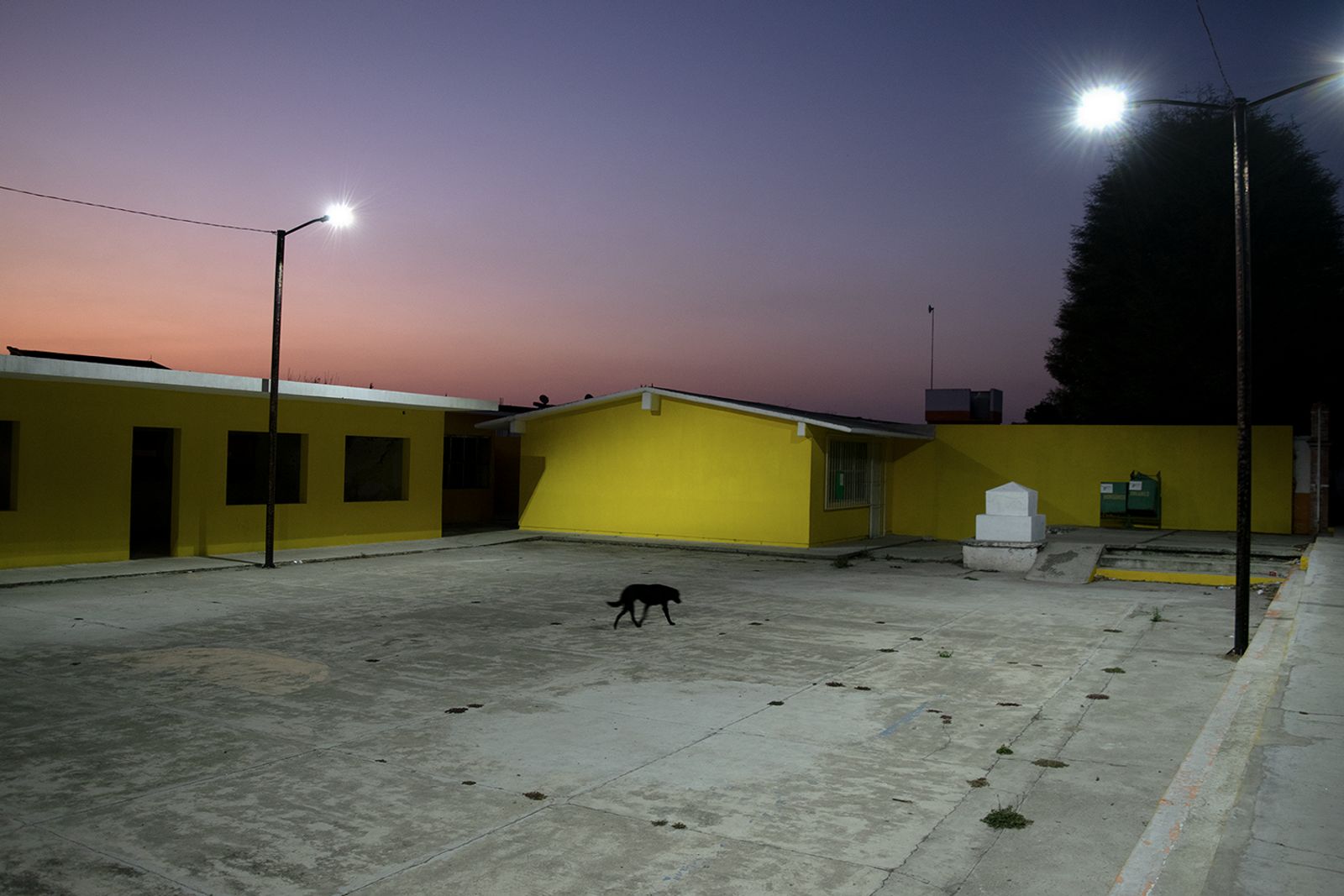 © Evelyn Corte Espinosa - Stray dog ​​crossing the esplanade of the presidency of the community of Guadalupe Hidalgo