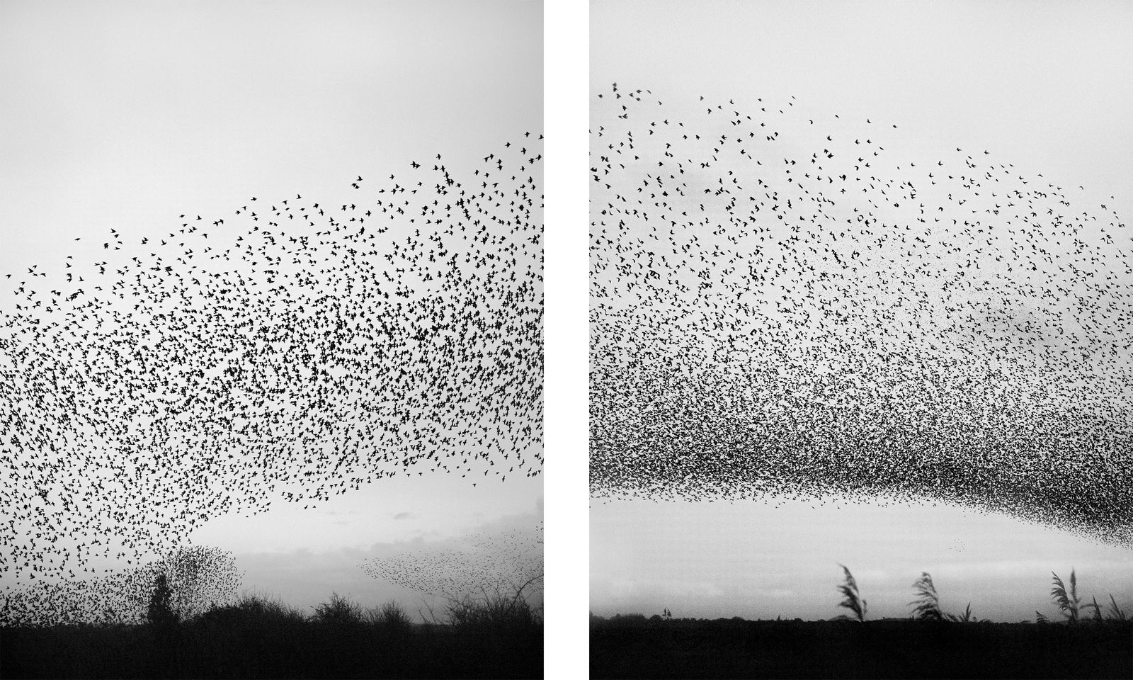 © Billy Barraclough - Image from the Murmurations photography project