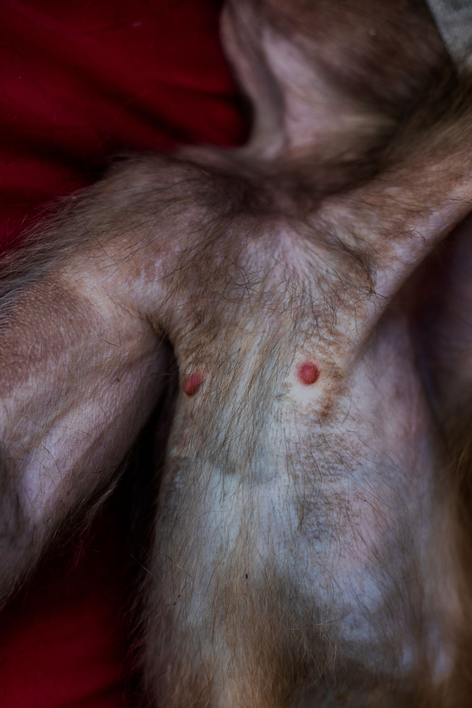 © Sofia Lopez Mañan - A monkey resting over a red cloth