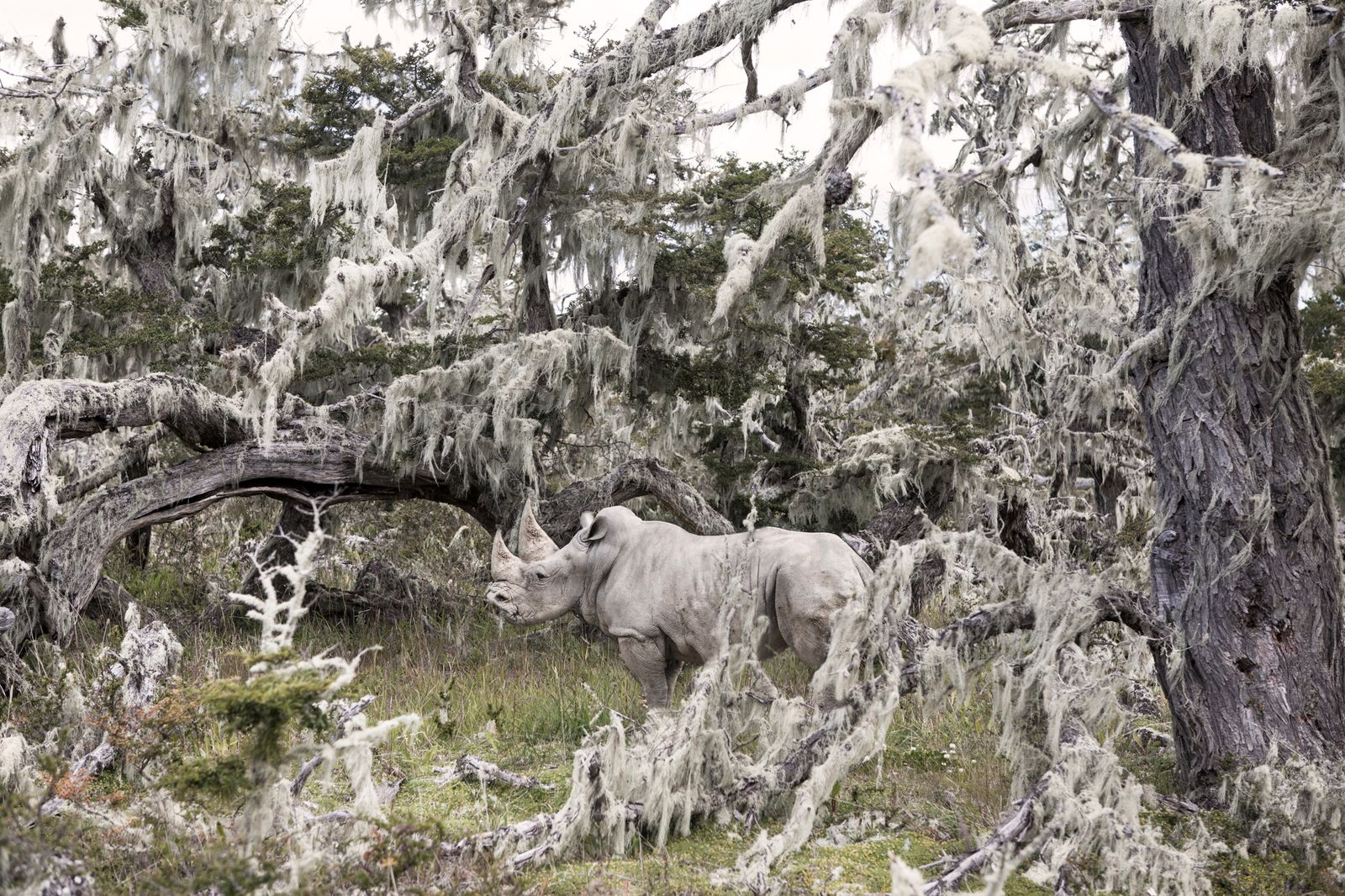 © Sofia Lopez Mañan - A Digital illustration of a rhinoceros in the Patagonian forest of Tierra del Fuego.