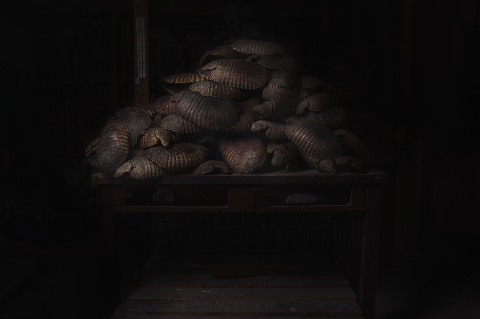 © Sofia Lopez Mañan - Seized armadillos stacked in the basement deposit of the National Wildlife Agency in Argentina.