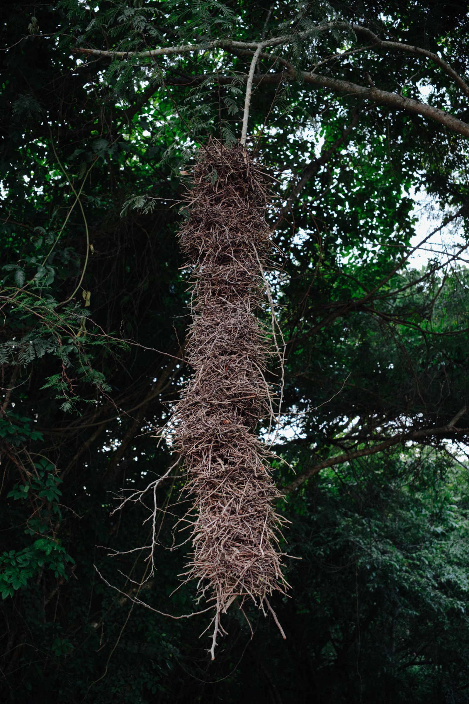 © Jahel Guerra Roa - The return to the nest, this one made by local bird. Charallave, Venezuela.