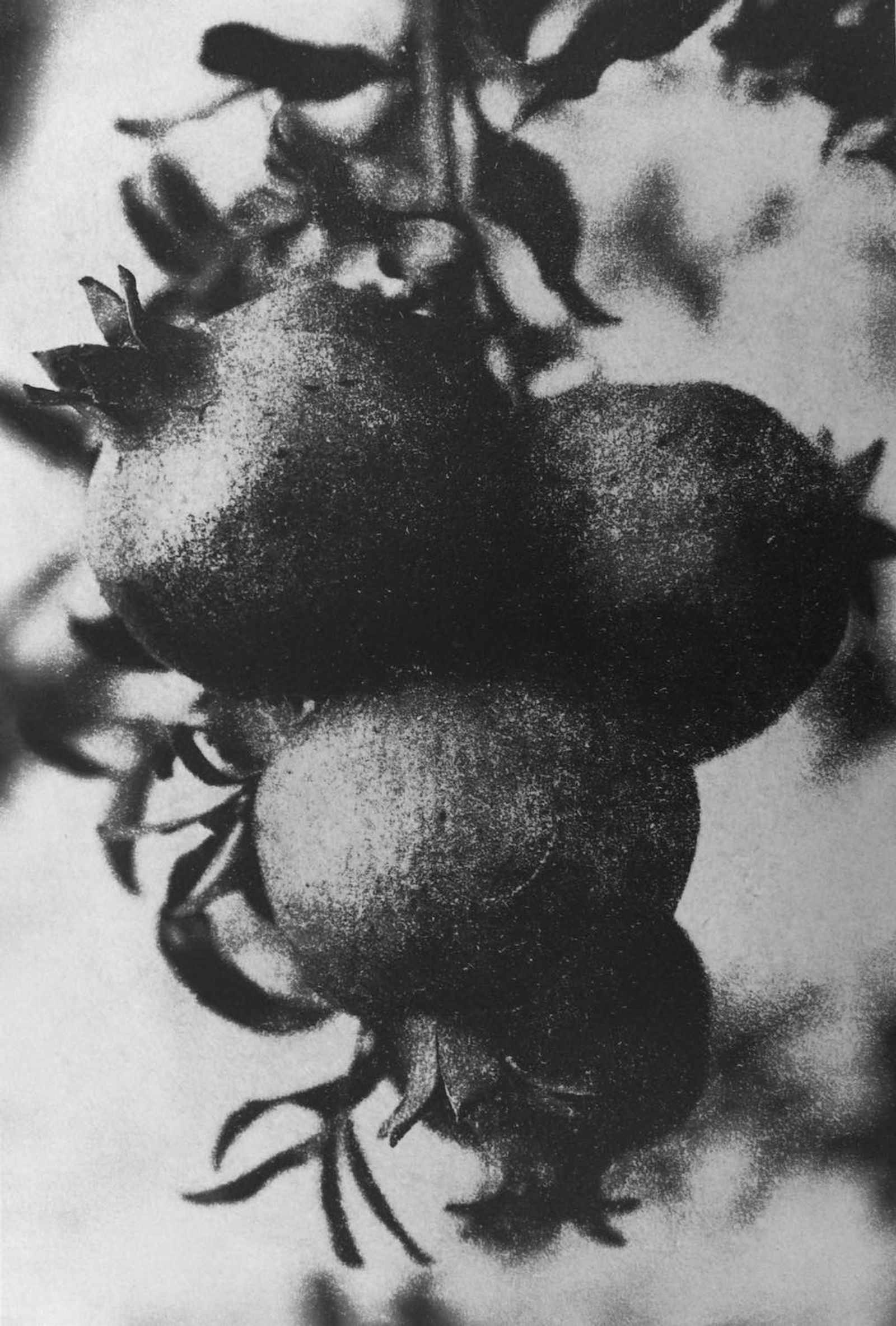 © Ayline Olukman - Image from the Our wild lives II photography project
