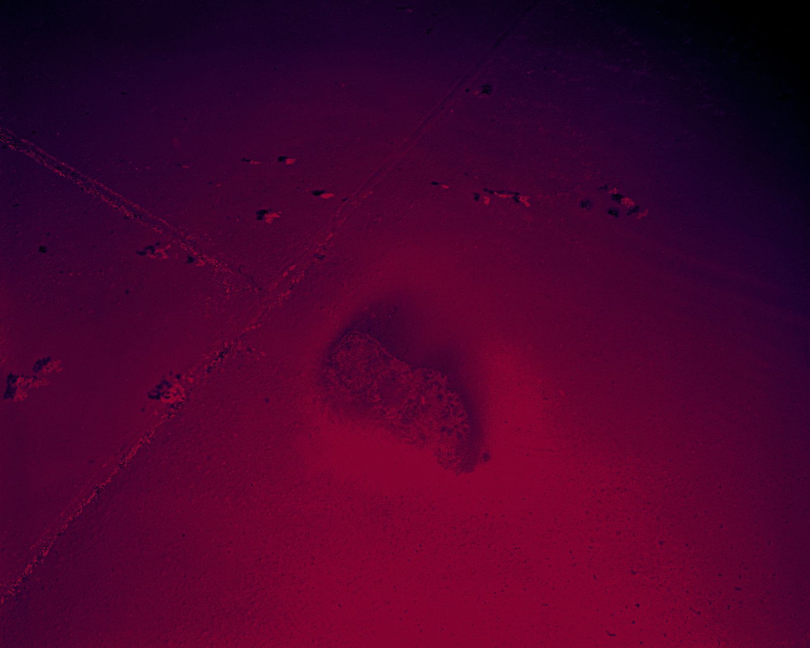 © Gerardo Montiel Klint - ISLA