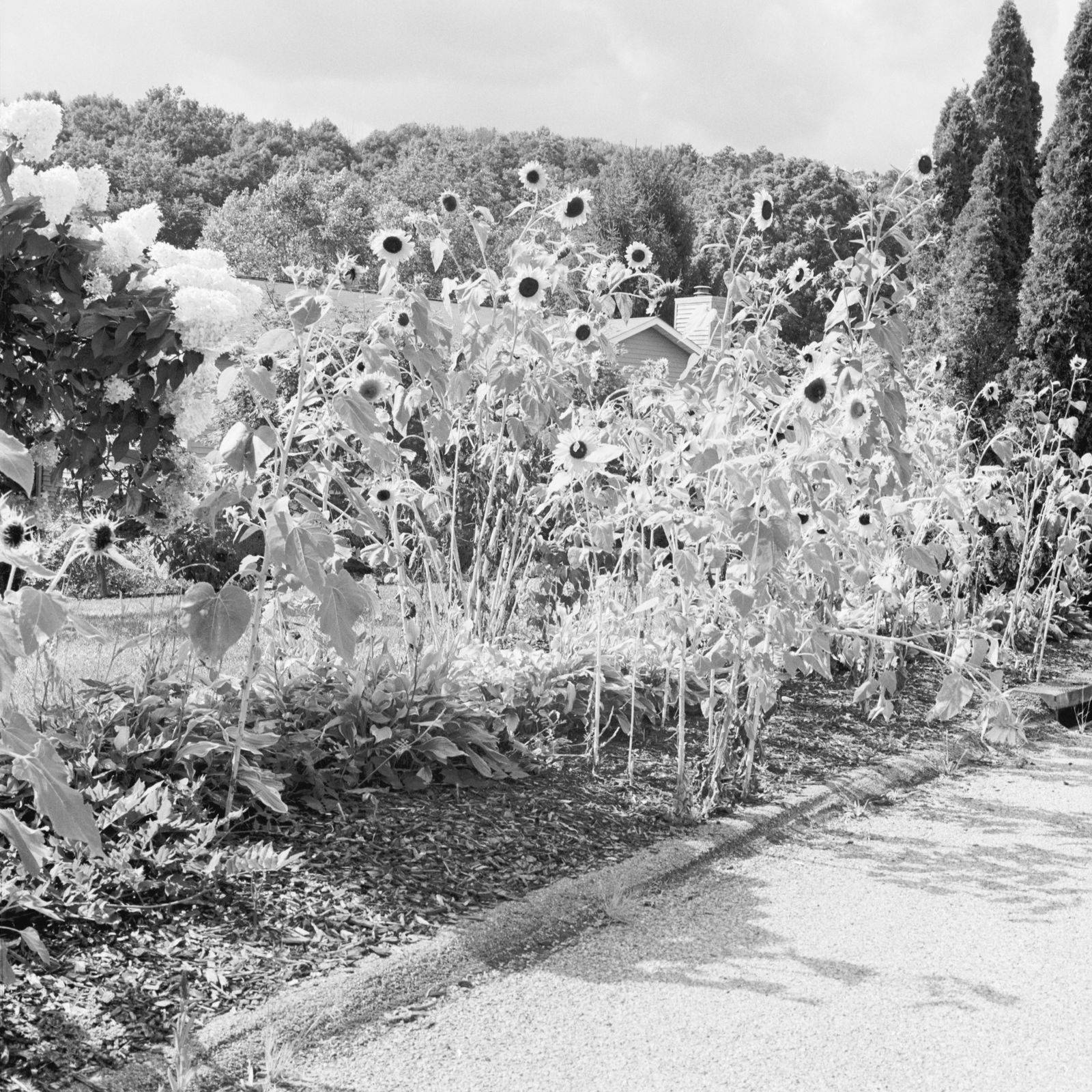 © Isabella Convertino - Sunflowers, 2020. Archival Pigment Print, 7.5in x 7.5in.