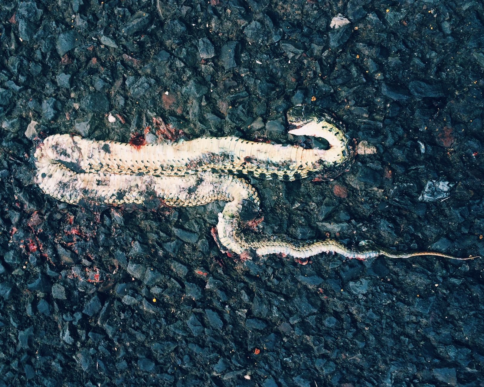 © Andrea Wise - Image from the Hysteria photography project