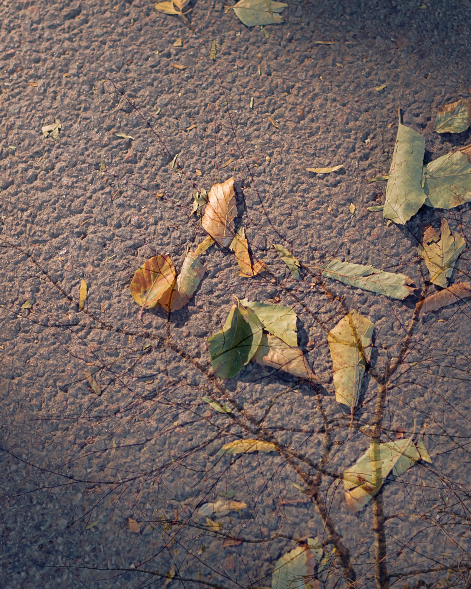 © Moa Linnea Matilda Nyberg - Image from the Four Weeks A Year photography project