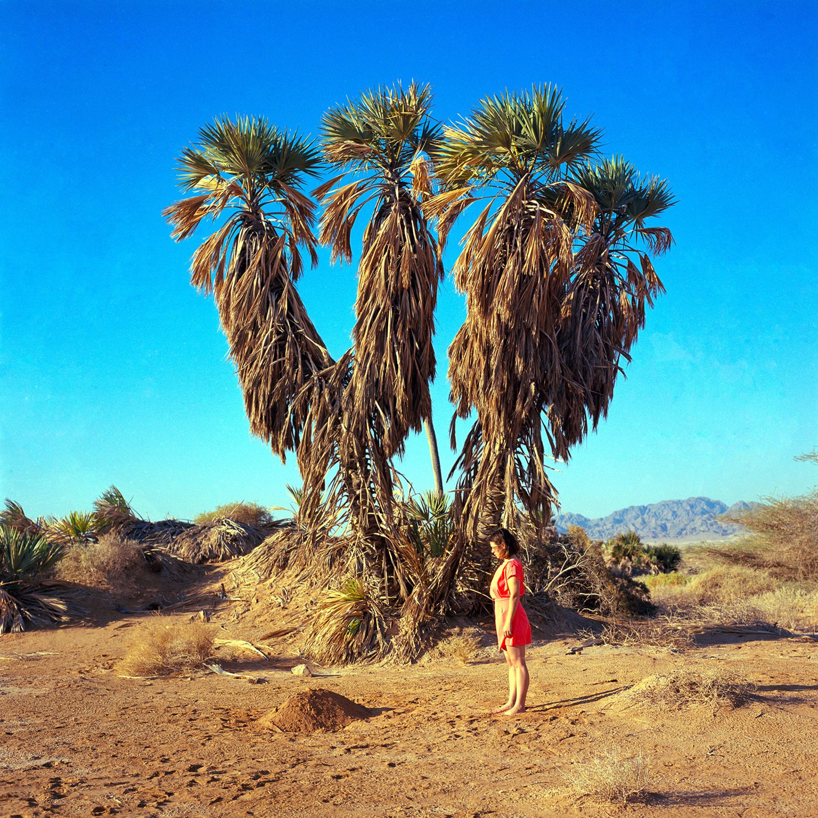 © Sivan Elirazi - Last seen (Doum palms near Eilat)