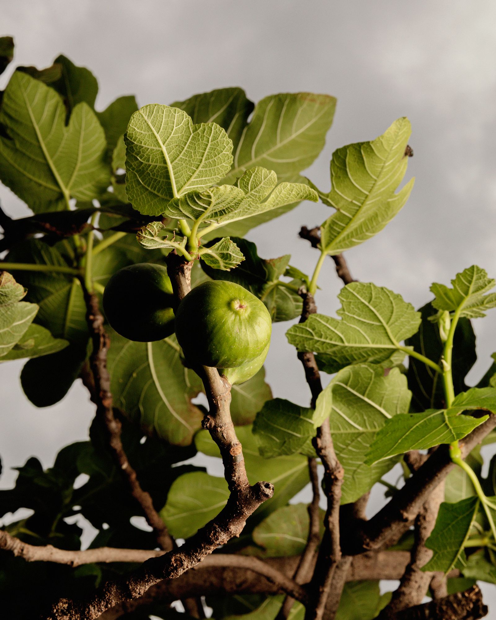 © Juan Brenner - Fig tree planted by my father (In a parallel universe where he was able to pursue a hobby in floriculture )