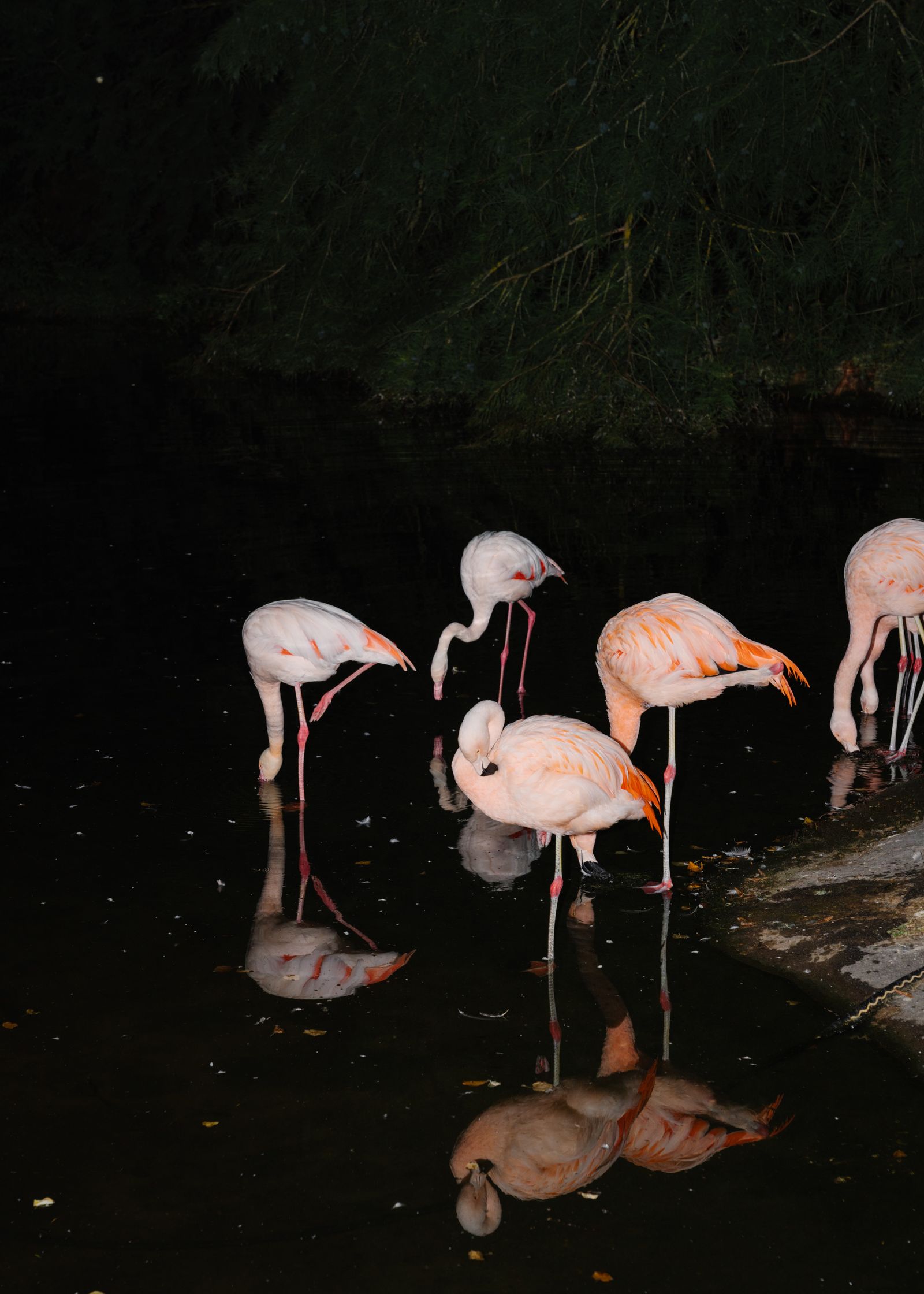 © Doro Zinn - Flamingos, Edna and Mo, 2023