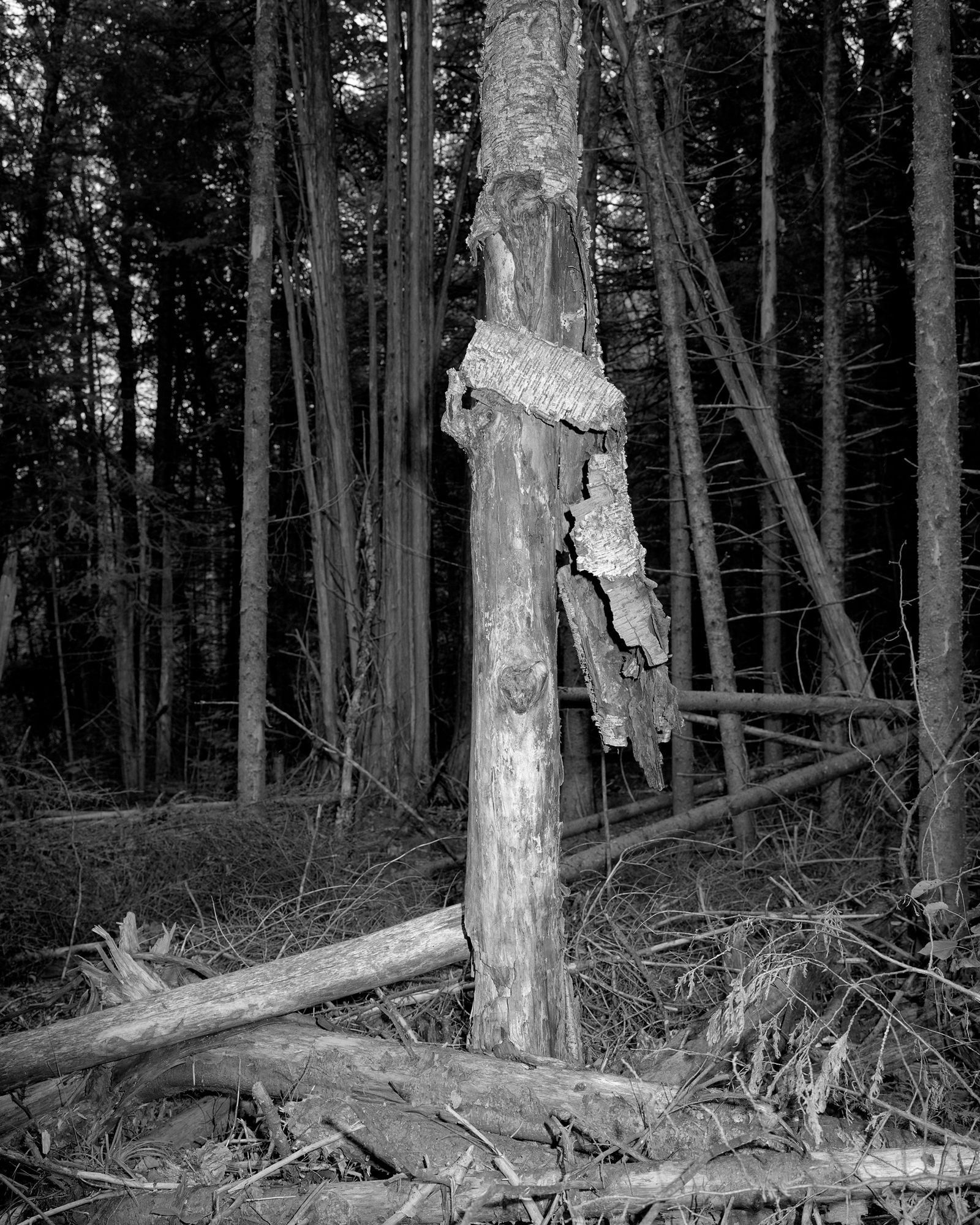 © Ben Dickey - Image from the The Voice That Does Not Ring photography project