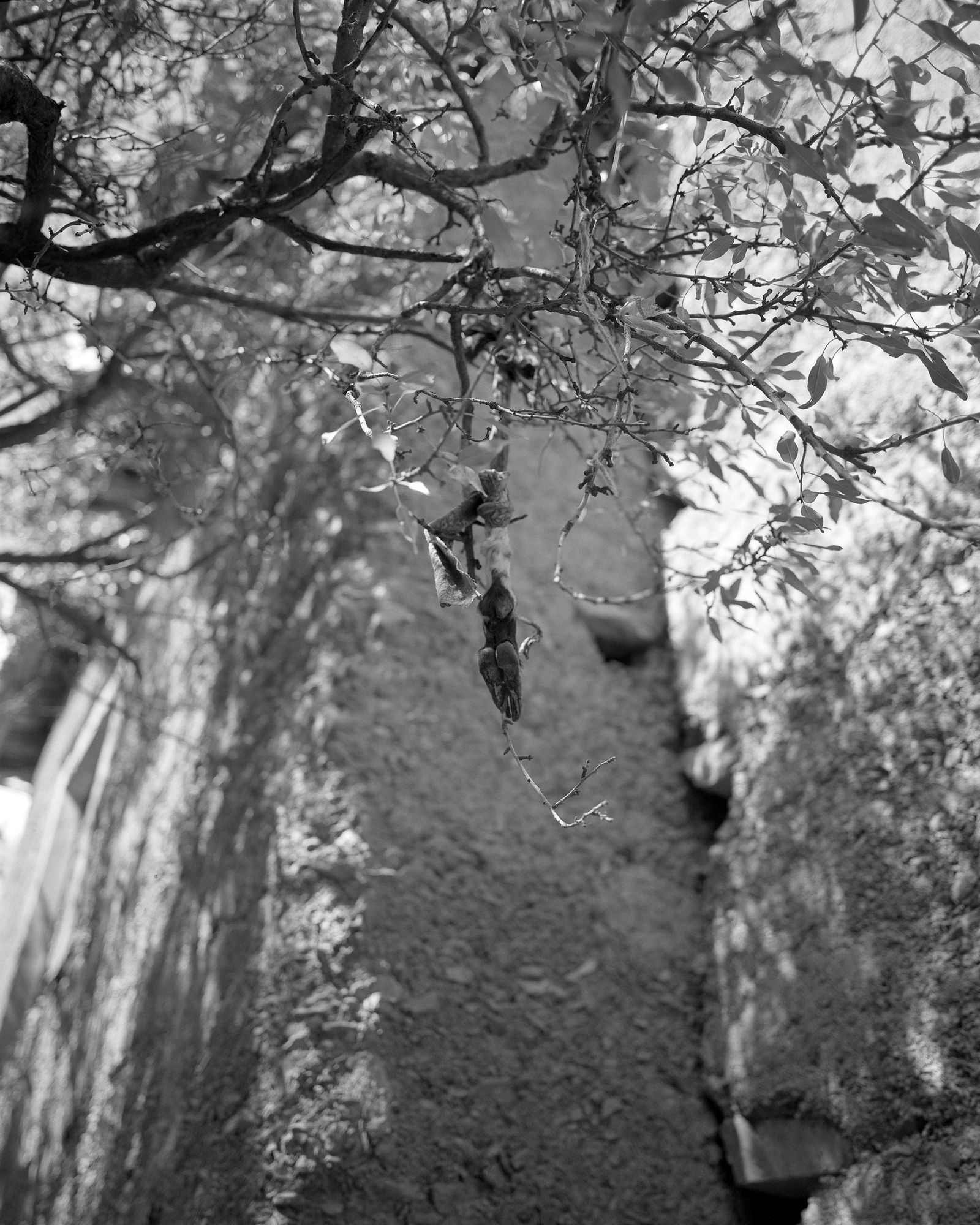 © Ben Dickey - Image from the The Voice That Does Not Ring photography project