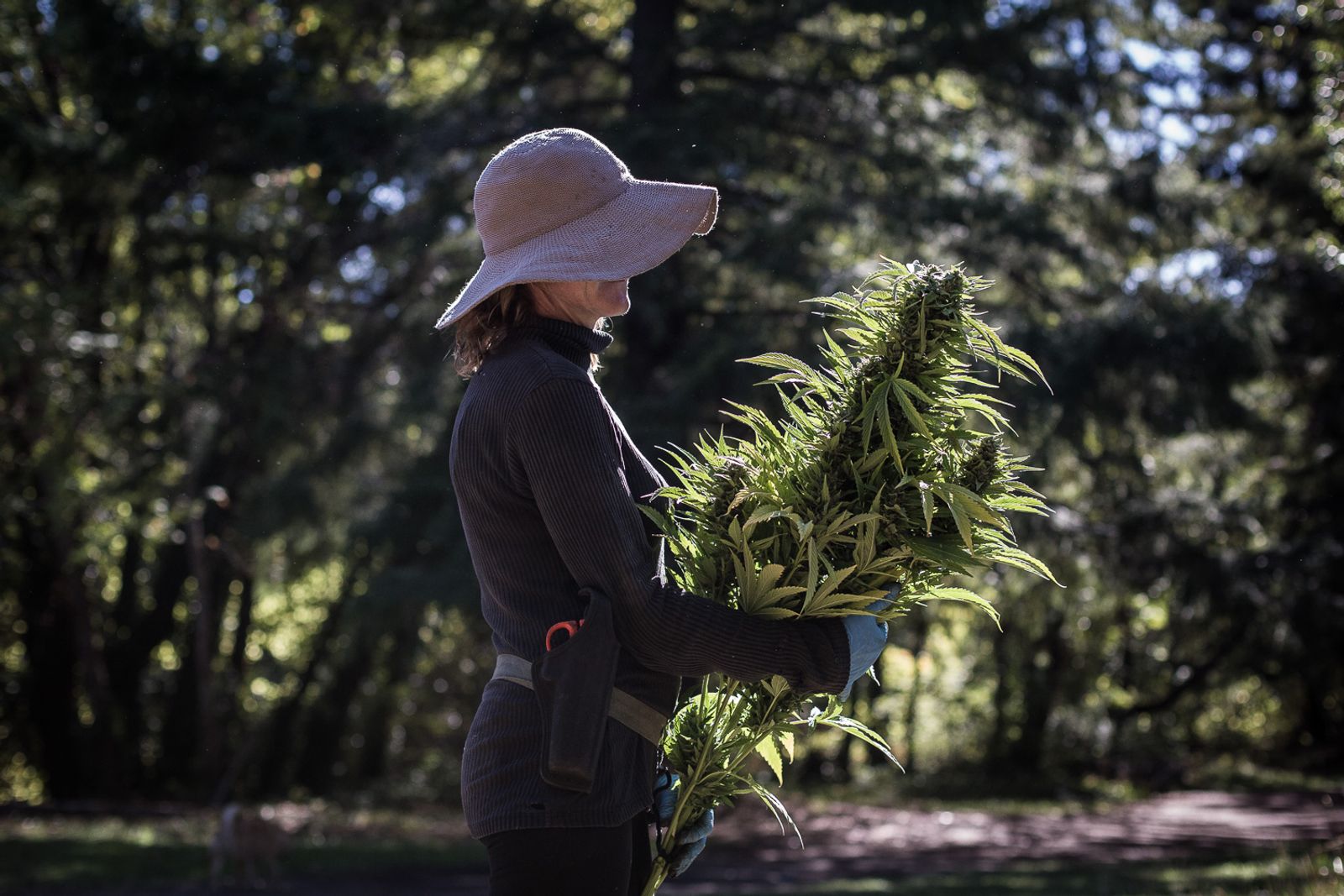 © Steef Fleur - Humboldt County California. After six months of hard work and taking care, a farmer is proud of her crop.