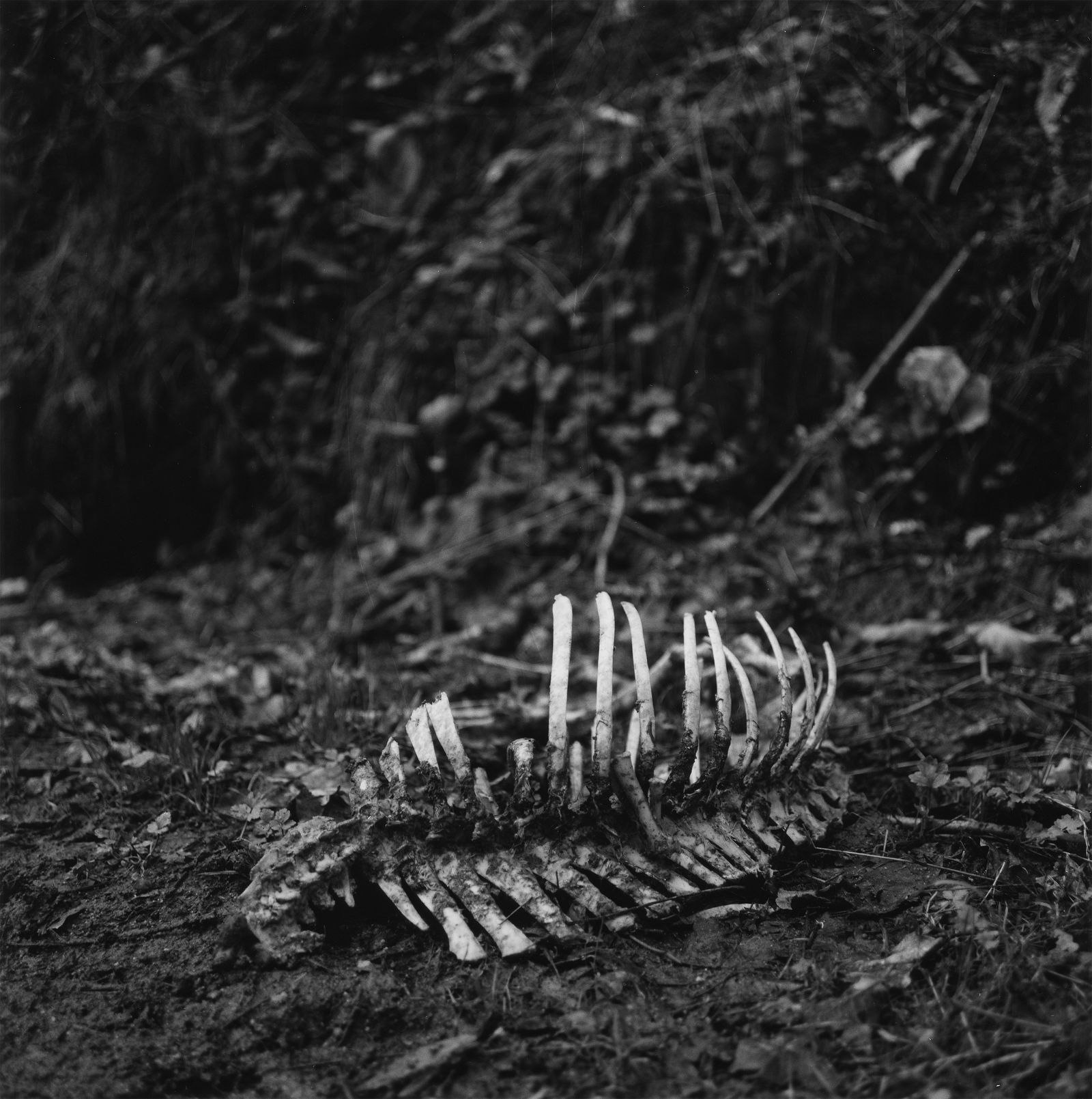 © Martin Hassid - Image from the Our land is everything to us photography project