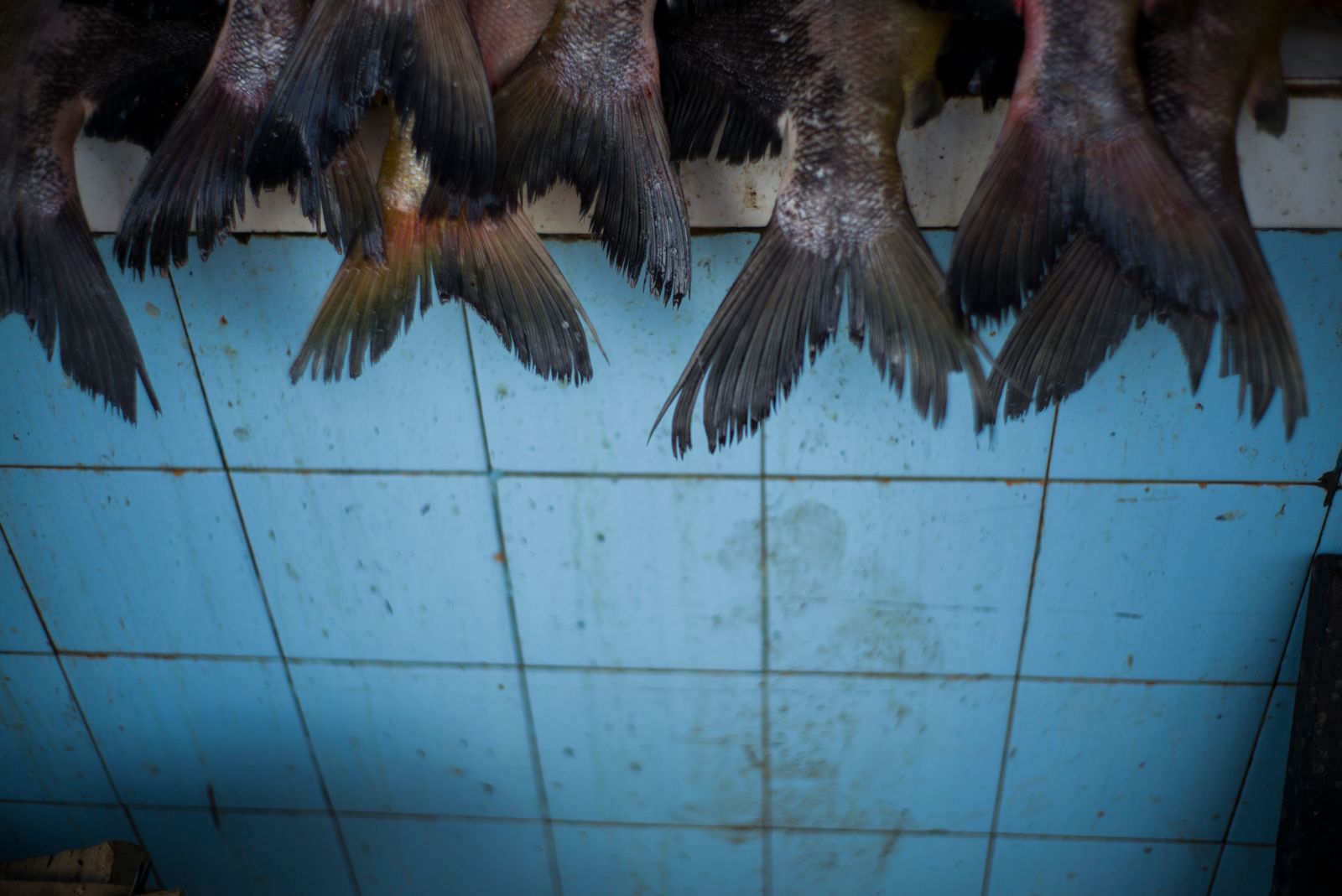 © Raphael Alves - Tambaqui fish is seen in a market in Iranduba, Amazonas Brazil, on June, 26th, 2016.