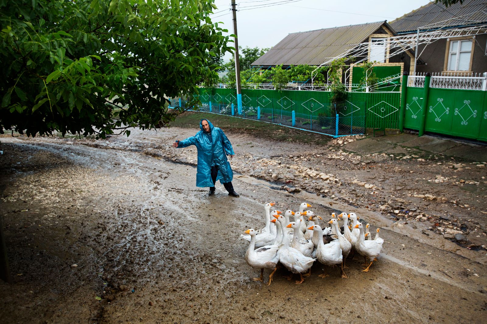 © Alessandro Vincenzi - Moldova. Beshalma, Gagauzia - July 2017A man under heavy rain is trying to direct his geese to their home.