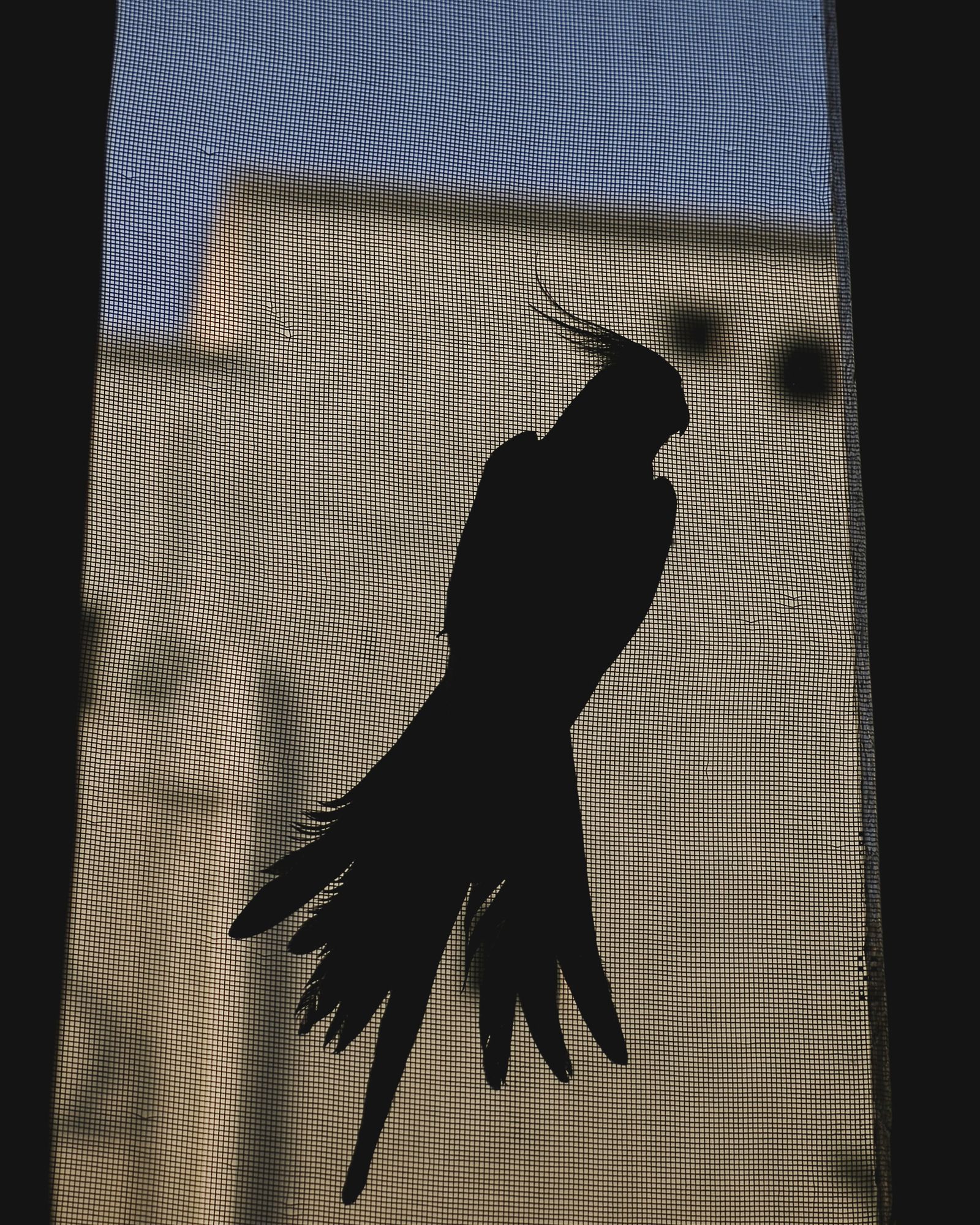 © Mahmoud Khattab - Image from the When Birds Sang Again photography project