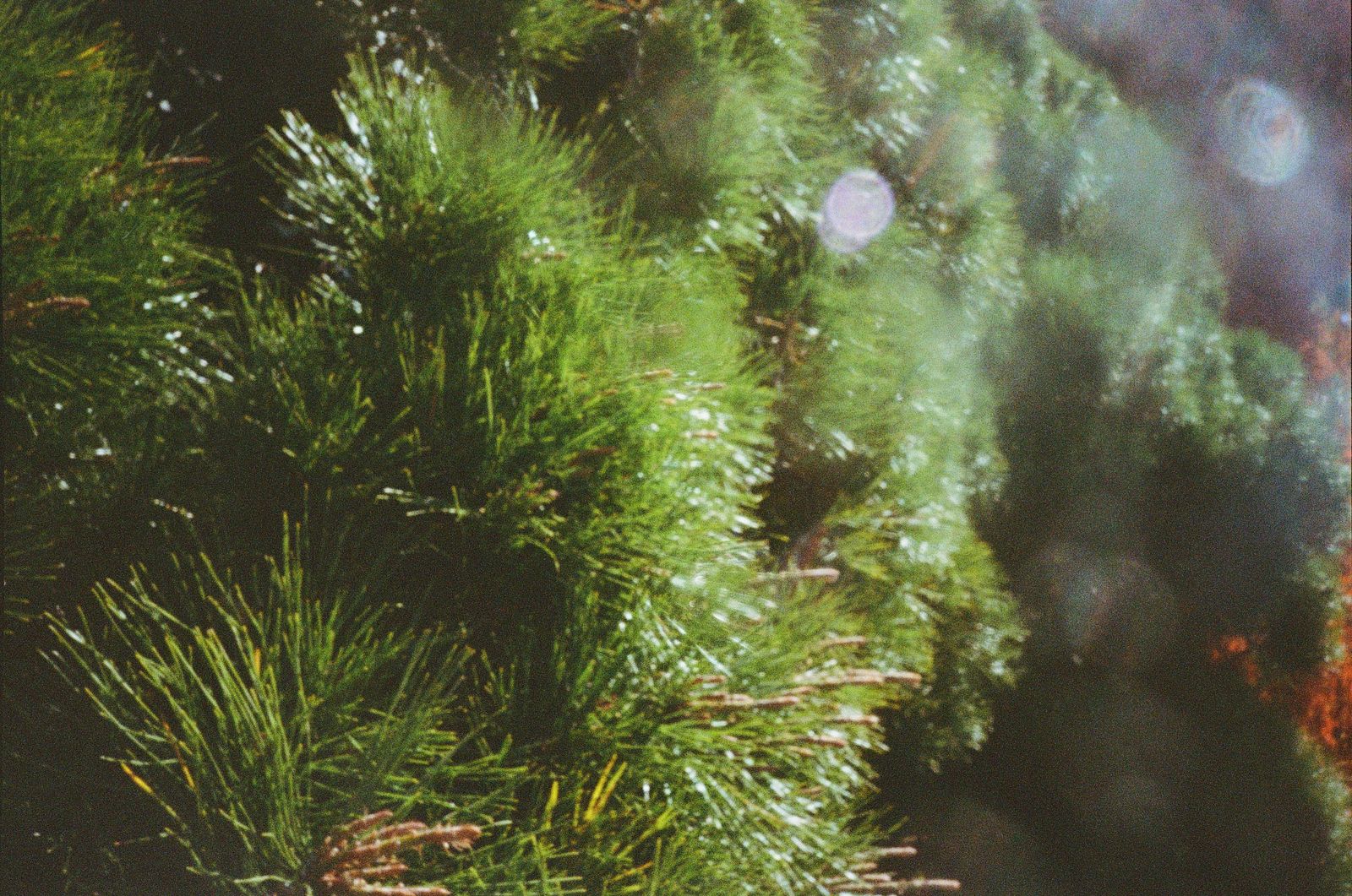 © Dea Ardyanda - Image from the Can You Tickle The Sun's Rays? photography project