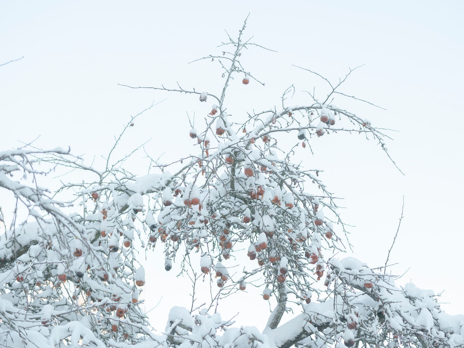 © Saara Tuominen - Image from the The tree of knowledge is not that of life photography project