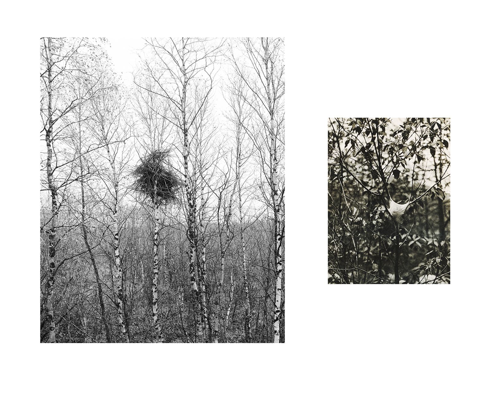 © Marion Belanger - Image from the Wired Forest photography project