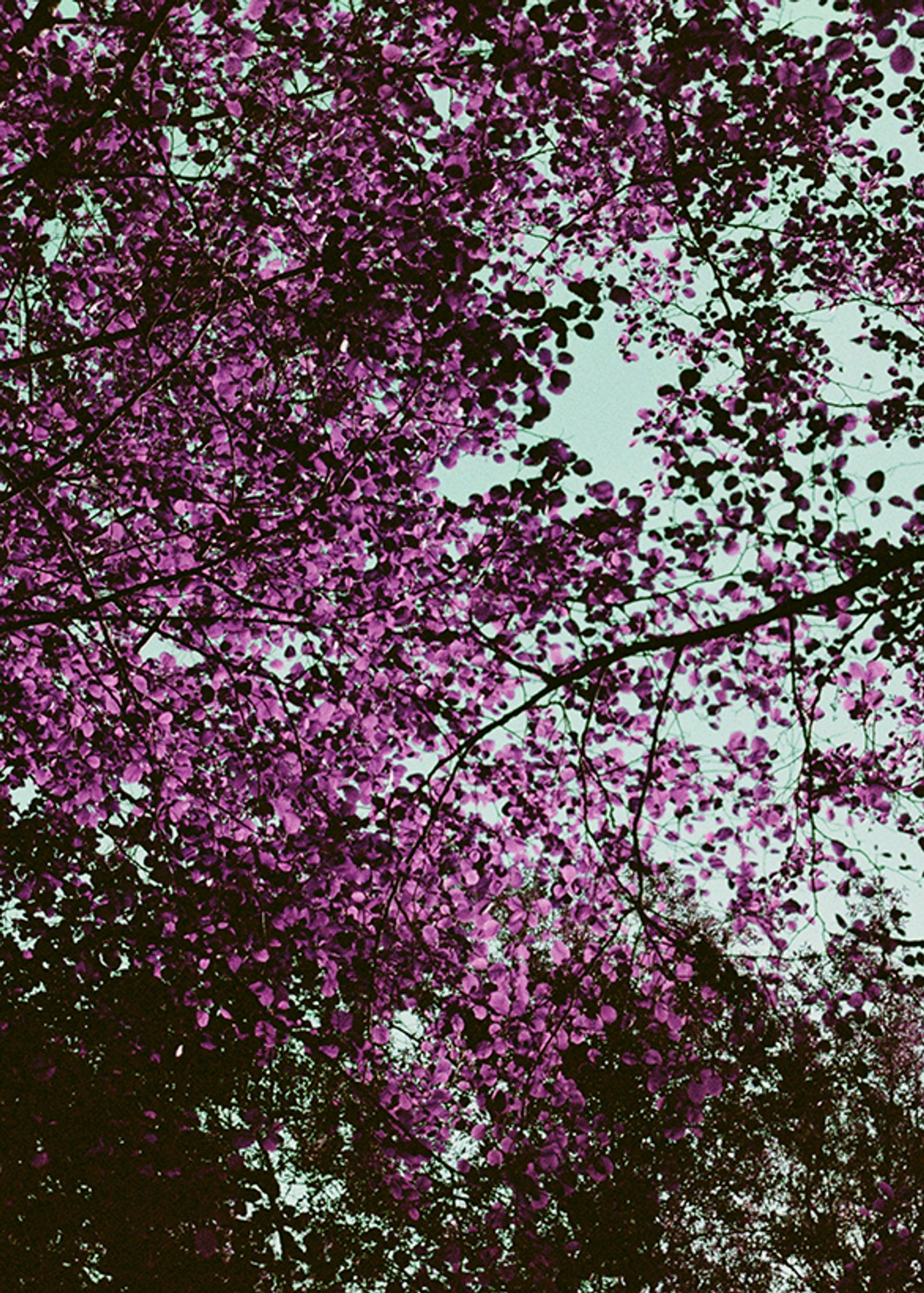 © Sara Ruiz Alcaraz - Image from the Siempreviva photography project
