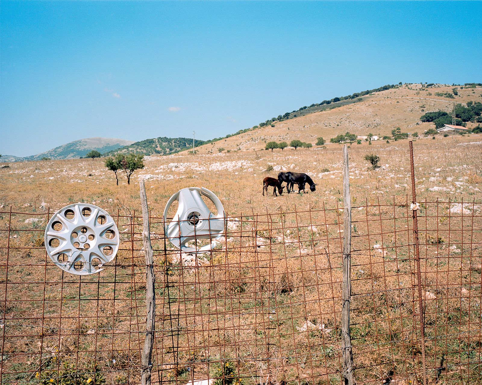 © Francesco Conti - donkeys in the wild, SS272 (Foggia), 2016. 120 negative film