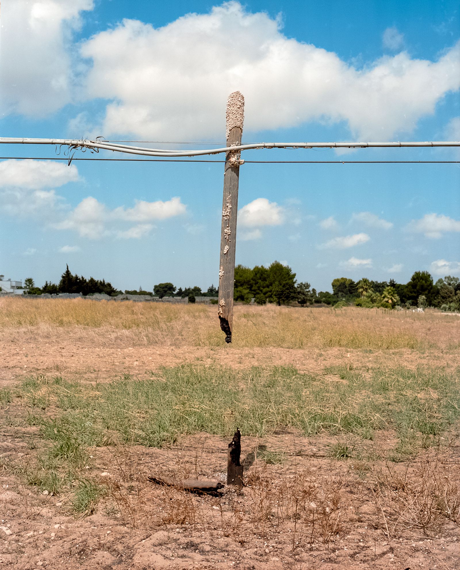 © Francesco Conti - burnt electricity pole and snails, Lecce 2023. 120 negative film