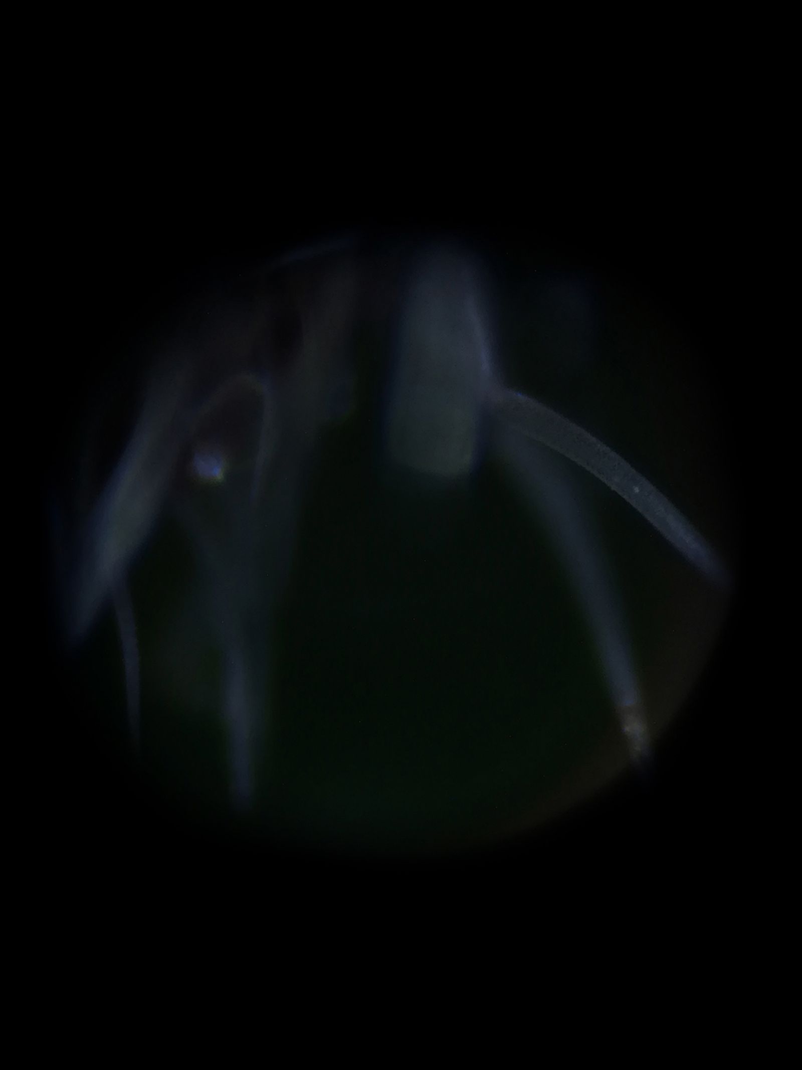 © Priscilla Pallante - Microphotography, sample Z.