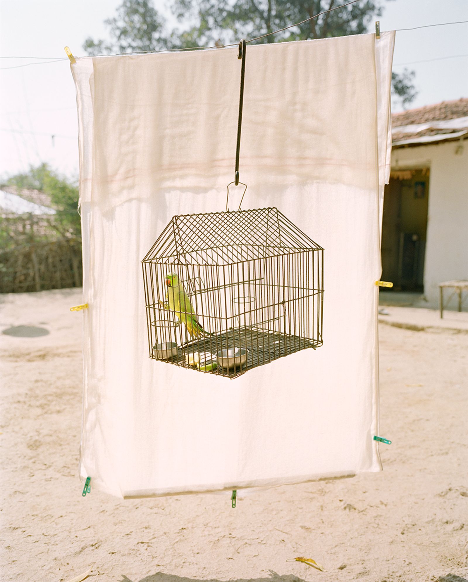 © Vasantha Yogananthan - Lovebird, Ramtek, Maharashtra, India, 2015