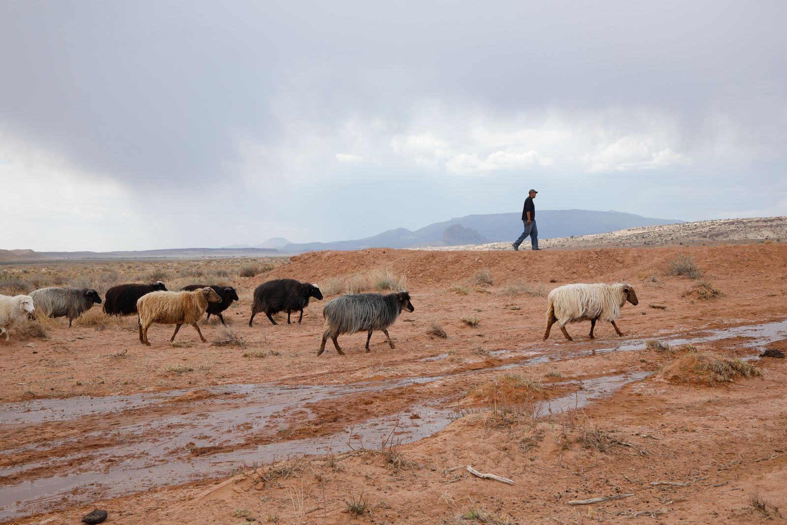 © Julien McRoberts - Sheep herder guiding the sheep back to the pen at the sheep camp to get sheared.