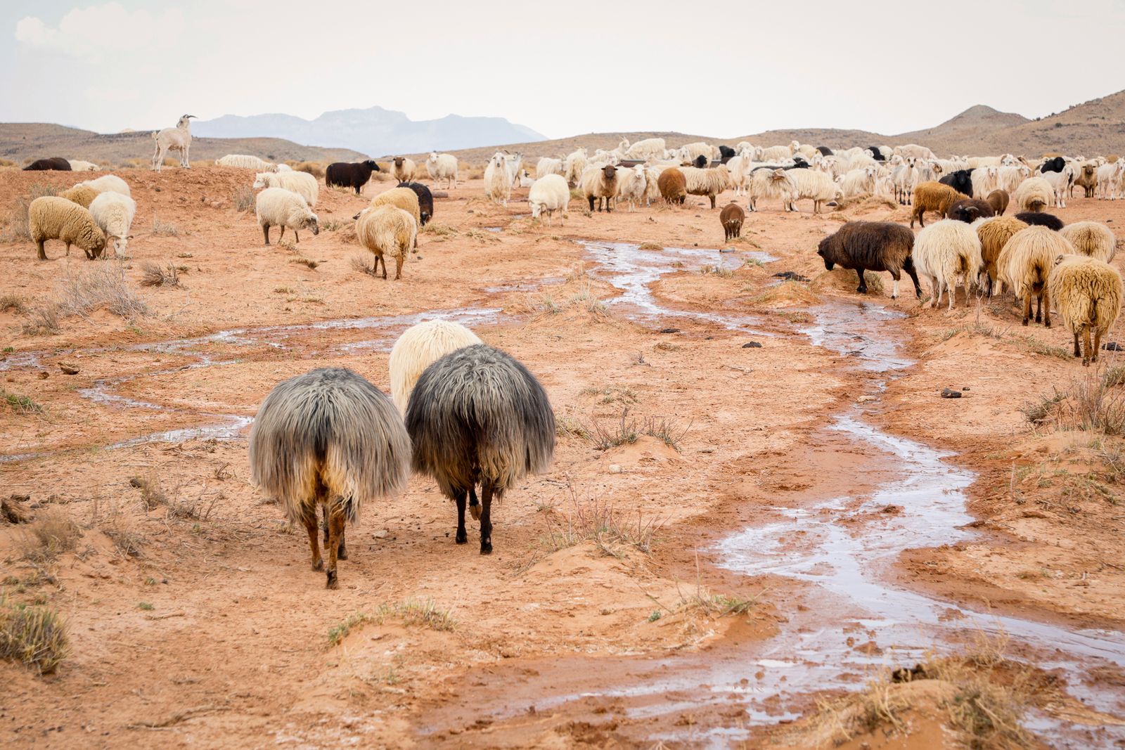 © Julien McRoberts - Churro sheep headed back to pen.