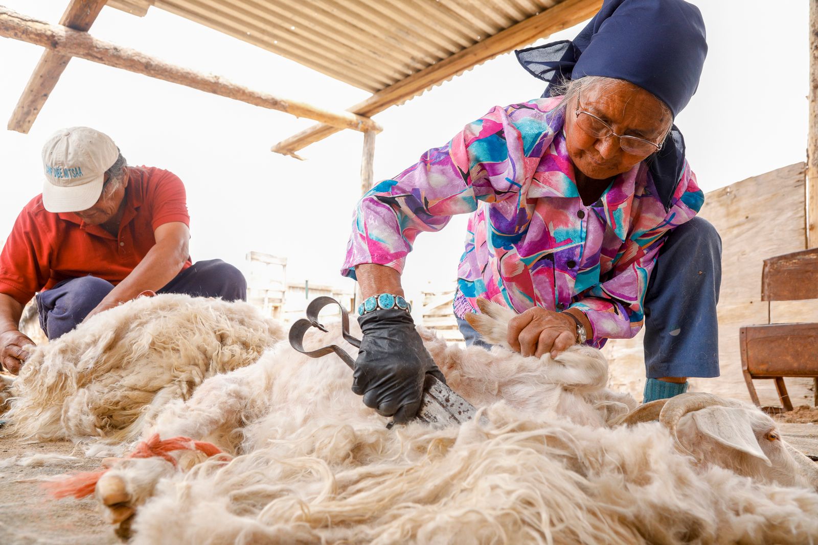 © Julien McRoberts - Native elders shearing the sheep by hand with shears. There is no electricity at the camp.