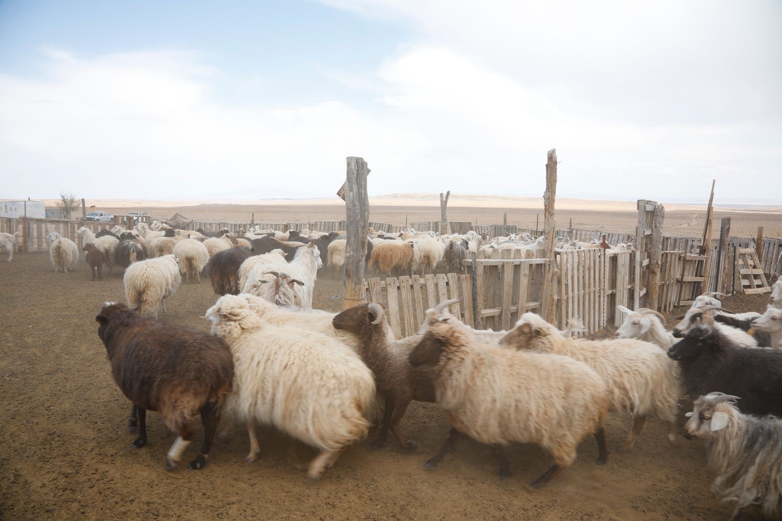 © Julien McRoberts - Over 300 sheep come back to the pen and get sheared over 4 - 5 weekends in late spring