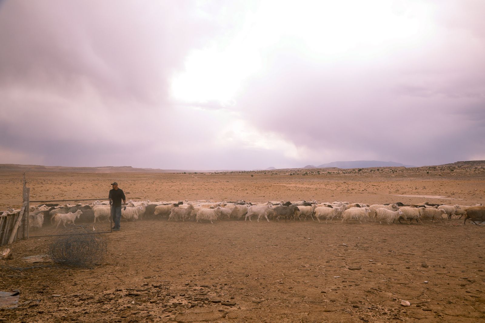 © Julien McRoberts - End of day and the shepherd lets the sheep out of the pen and back onto the land to graze till morning.