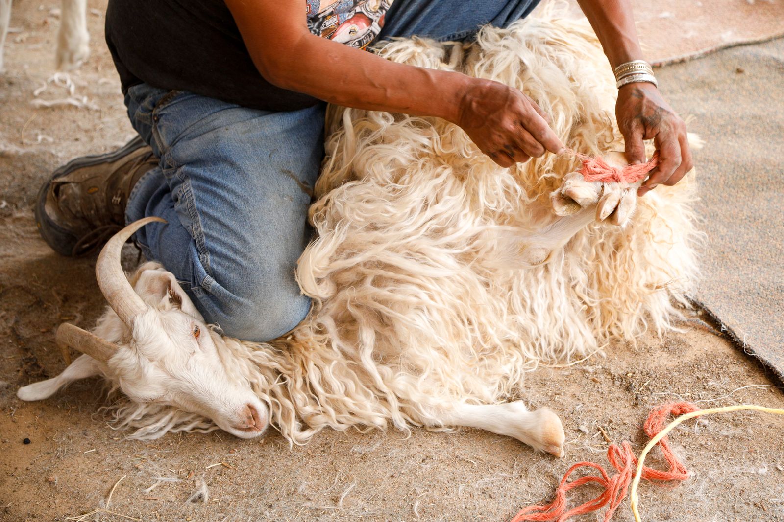 © Julien McRoberts - A sheep is tied up so he can be sheared