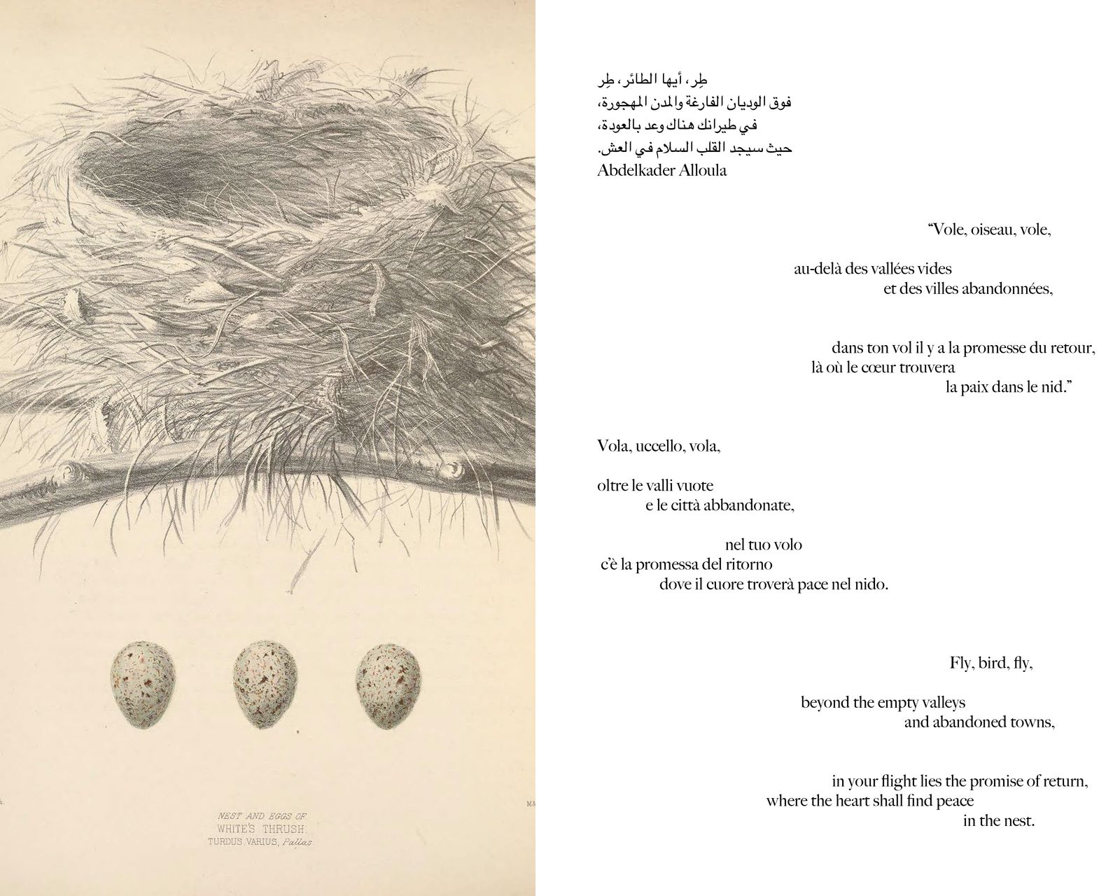 © Gabriela de Giacomo - Image from the Taghrida, the birds singing photography project