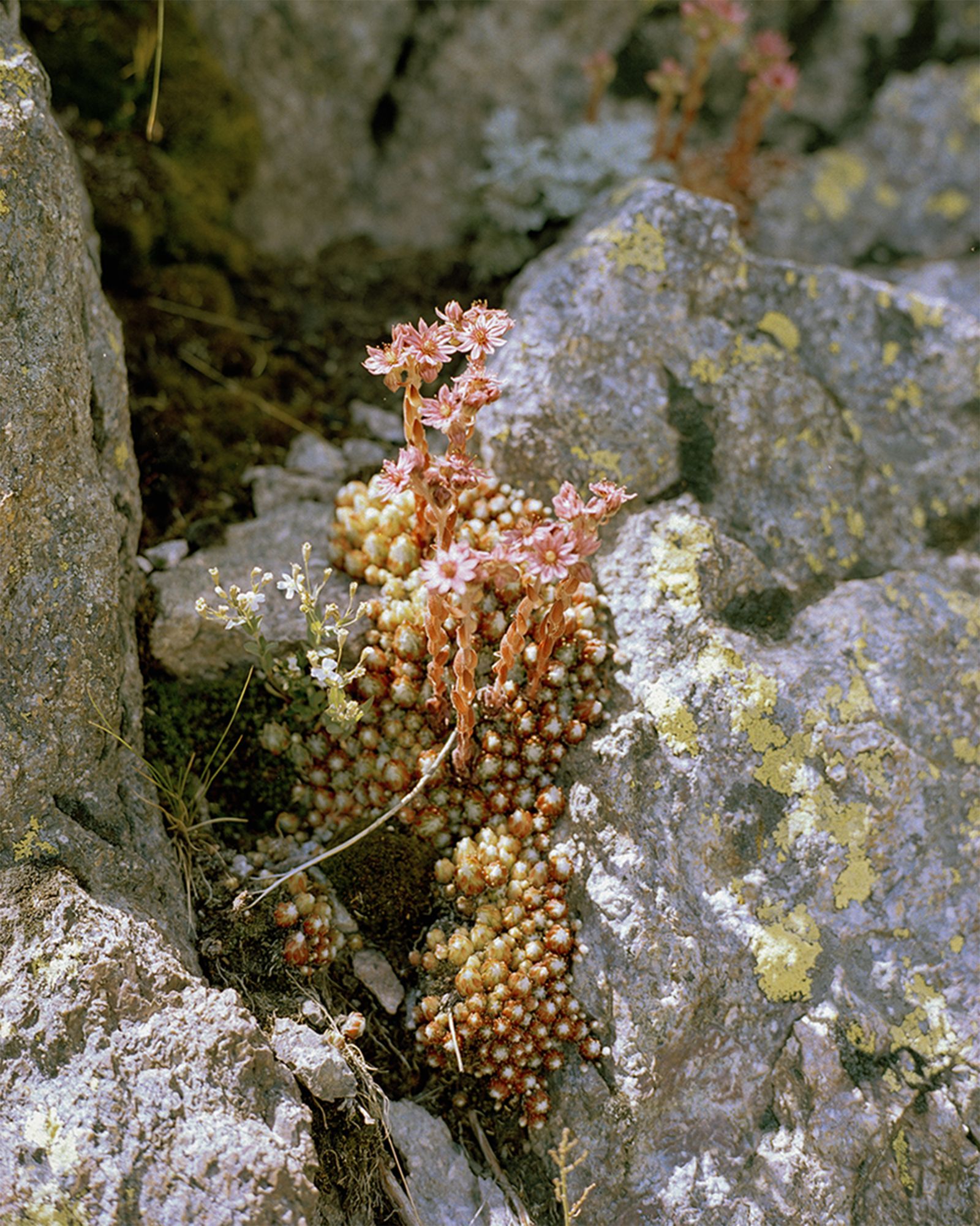 © Gabriela de Giacomo - Image from the Trai fiour pour Sablinna. Three flowers for Elisabetta. photography project