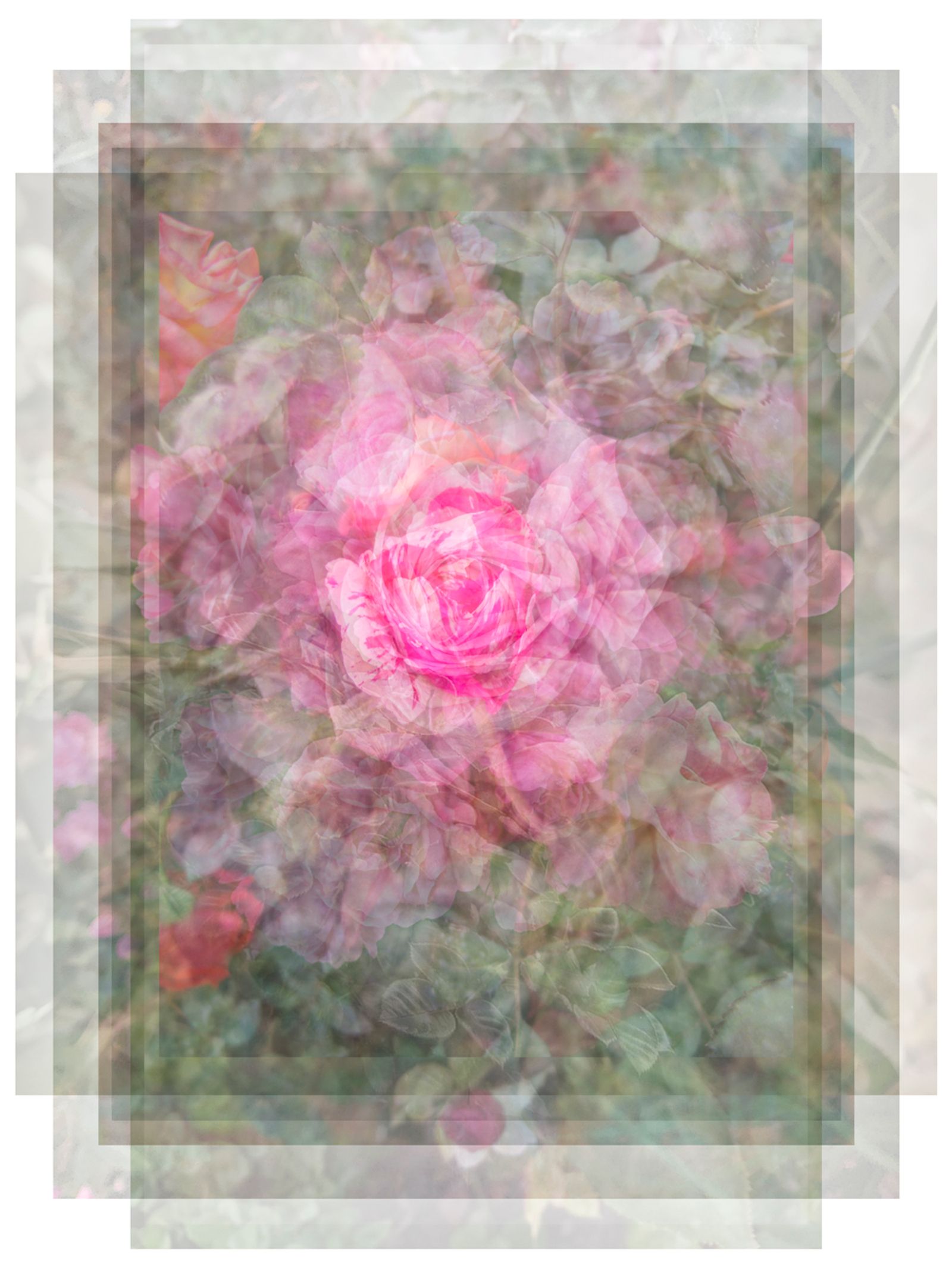 © Pascual + Vincent - GARDEN ROSES