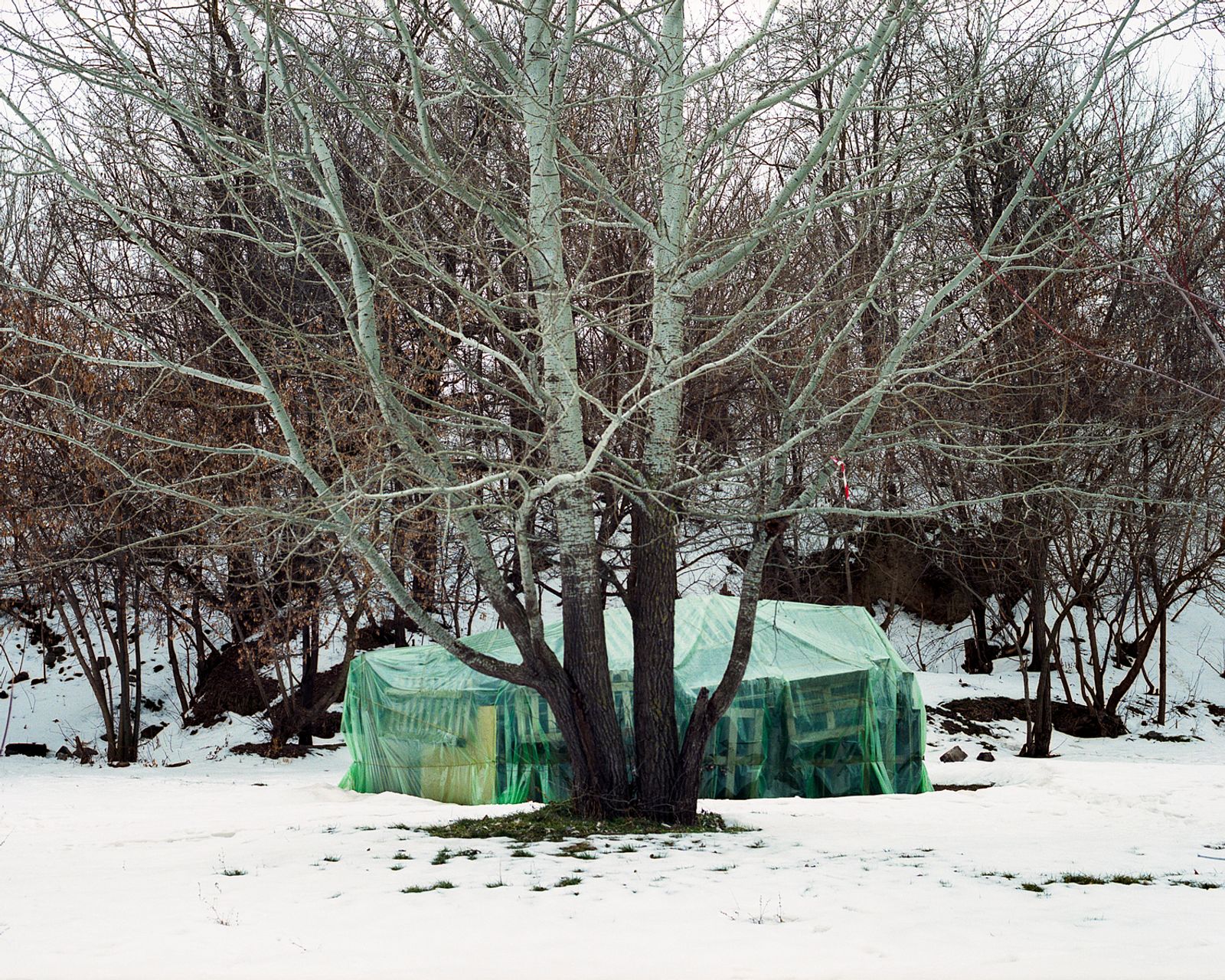 © Pascual + Vincent - Image from the THE TREE OF LIFE IS ETERNALLY GREEN photography project