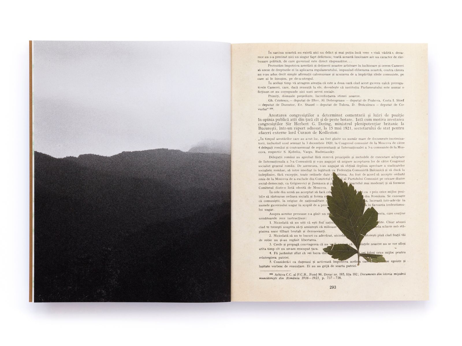 © Pascual + Vincent - Image from the THE TREE OF LIFE IS ETERNALLY GREEN photography project