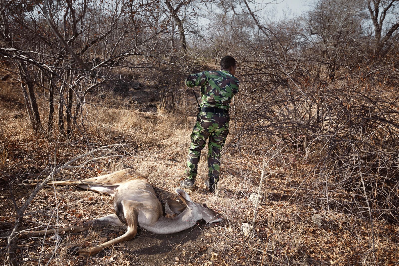 © Julia Gunther - Black Mamba Yenzekile reports the location of a dead Kudu, Balule Nature Reserve, South Africa, 2015