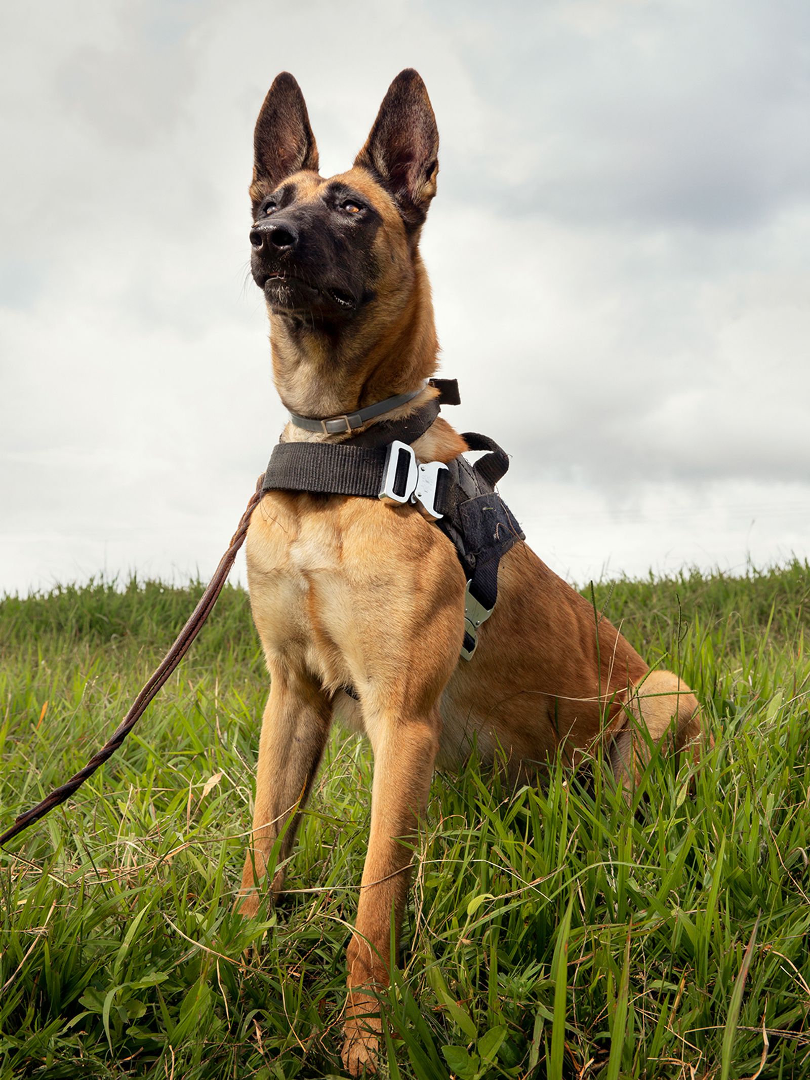 © Julia Gunther - Image from the Sniffing Out Wildlife Crime With Malawi's First Detection Dog Unit photography project