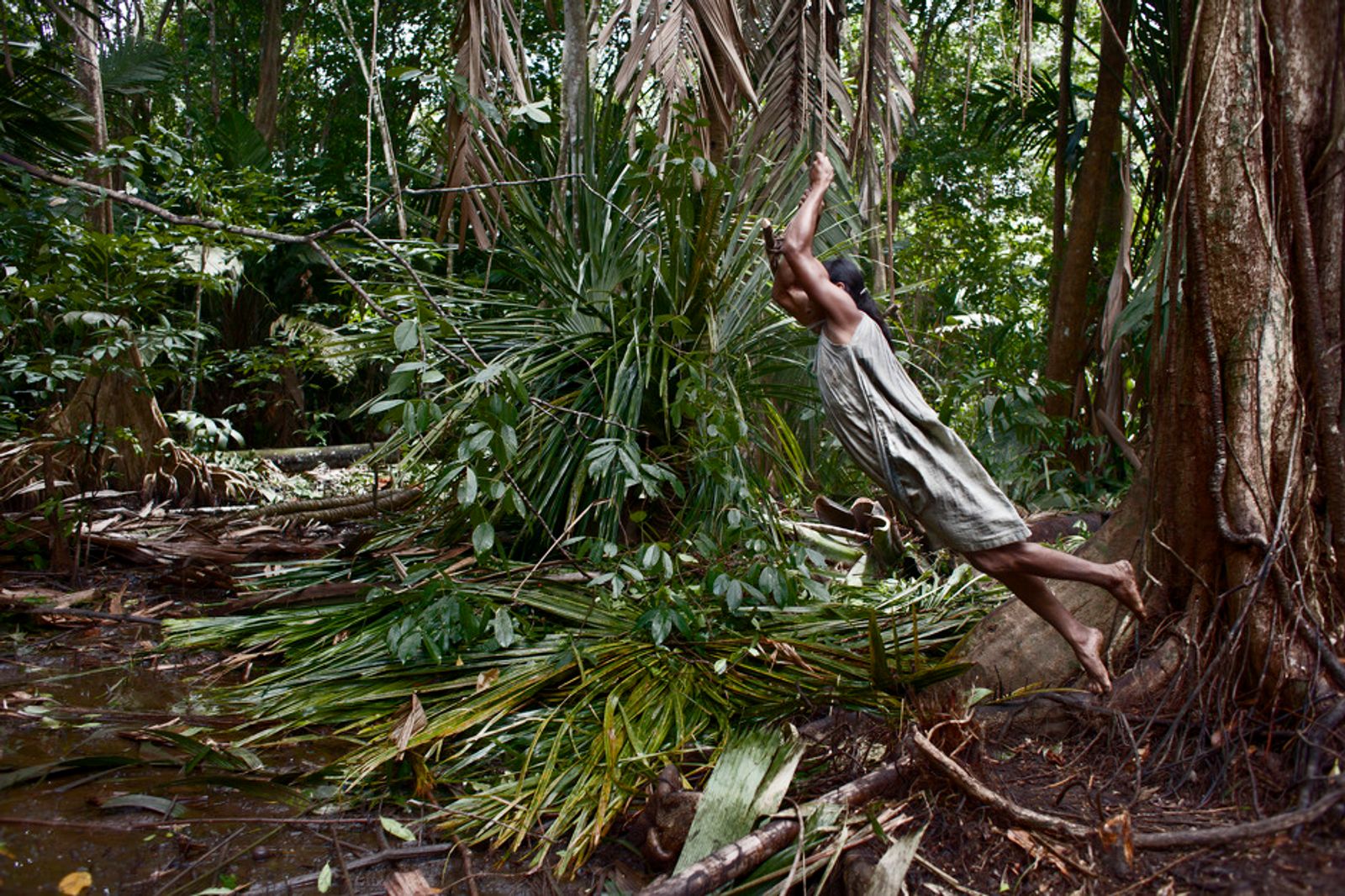 © Alvaro Laiz - A Tidawena jumps over a puddle held to a vine in the deep of the Orinoco´s swamp forest .