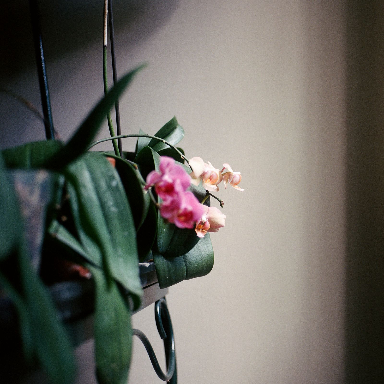 © Nadiya I. Nacorda - Image from the All the Orchids are Fine photography project
