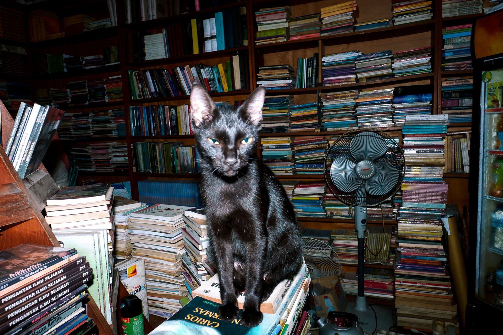 © Mochammad Yusni Aziz - 2. A black cat in a second-hand book store that we visited.