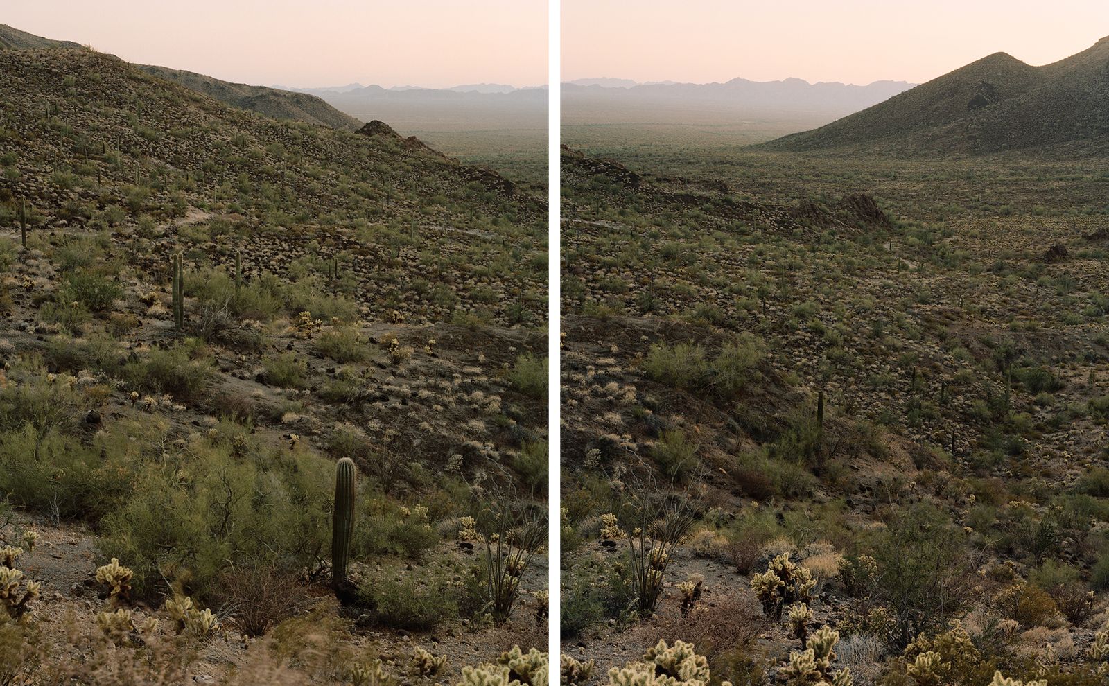 © Benjamin Rasmussen - Sonoran Desert crossing corridor in the Growler Valley. Cabeza Prieta National Wildlife Refuge, Arizona