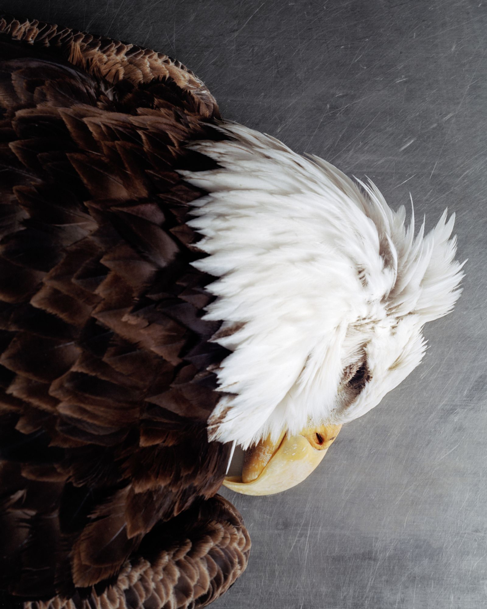 © Benjamin Rasmussen - Bald eagle before necropsy. National Eagle Repository, Commerce City, Colorado