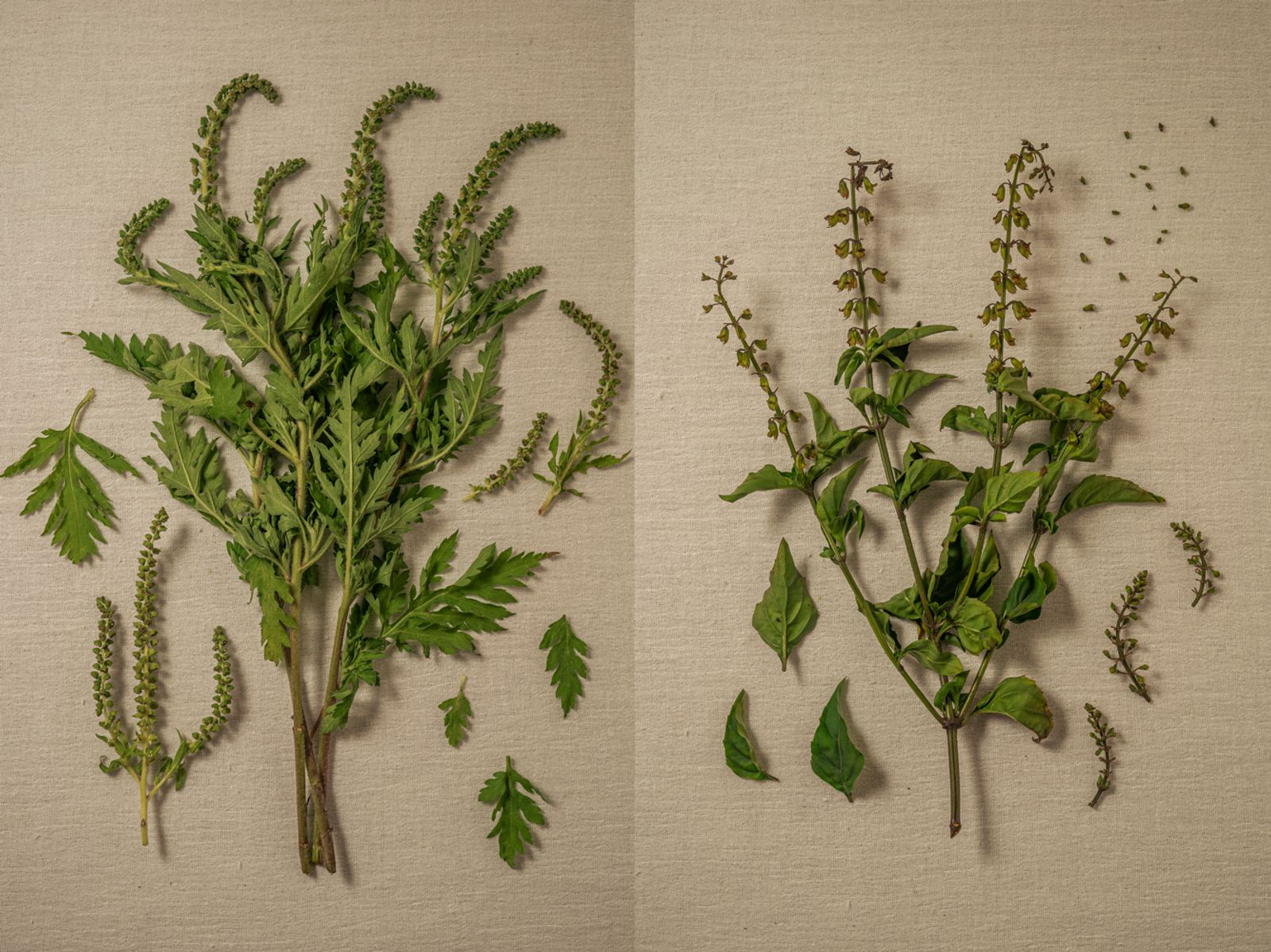 © Andrea Hernández Briceño - Left: Plantago major (Broadleaf plantain) Right: Pimpinella anisum (Anise)